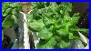 Easy_To_Grow_Hydroponic_Lettuce_Using_The_Kratky_Method_01_cs