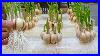 Tips To Grow Garlic In Water Bottles Get Lots Of Roots And Quickly Harvest